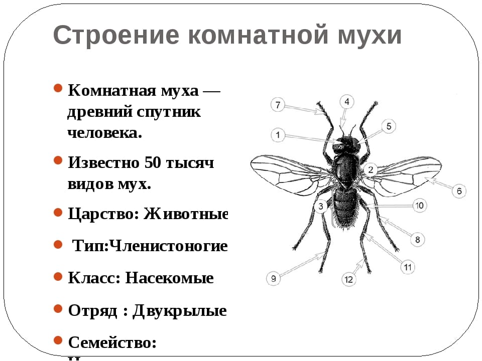 На фото описано про муху